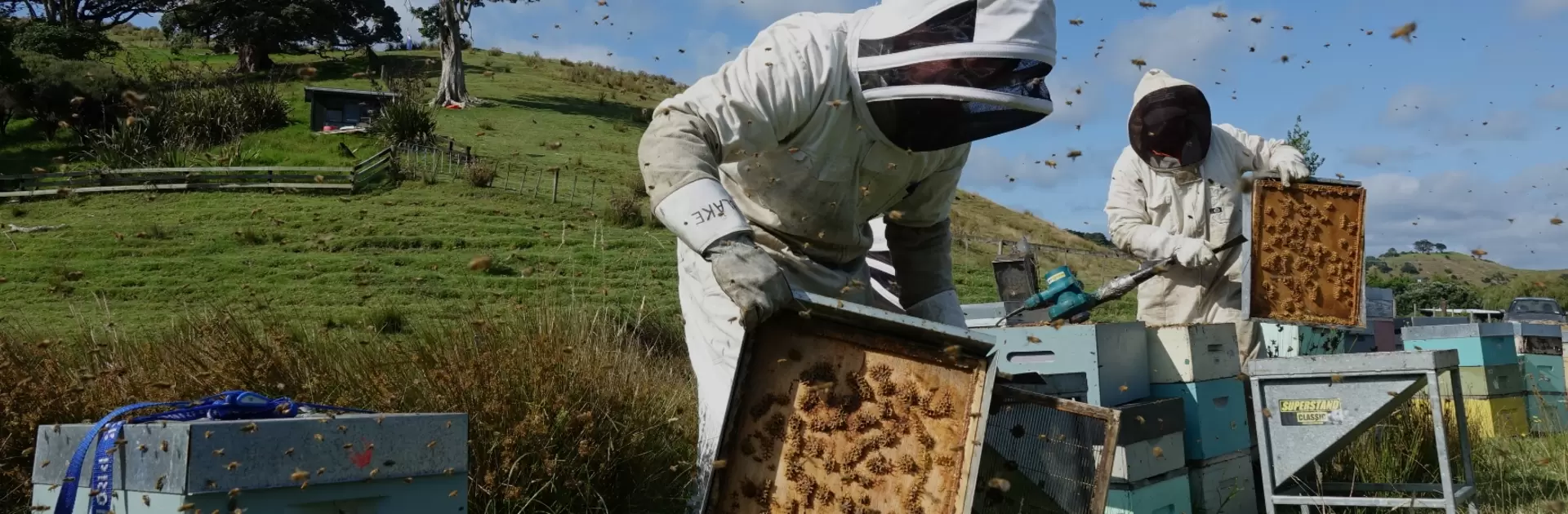 Beekeeping jobs by season