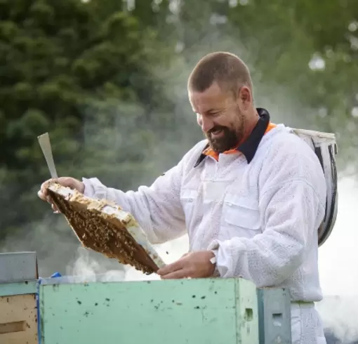 Beekeeping jobs by season